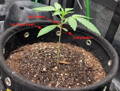 cannabis seedling planted inside the BudPots in a diagram showing the first shoot and first true leaf 