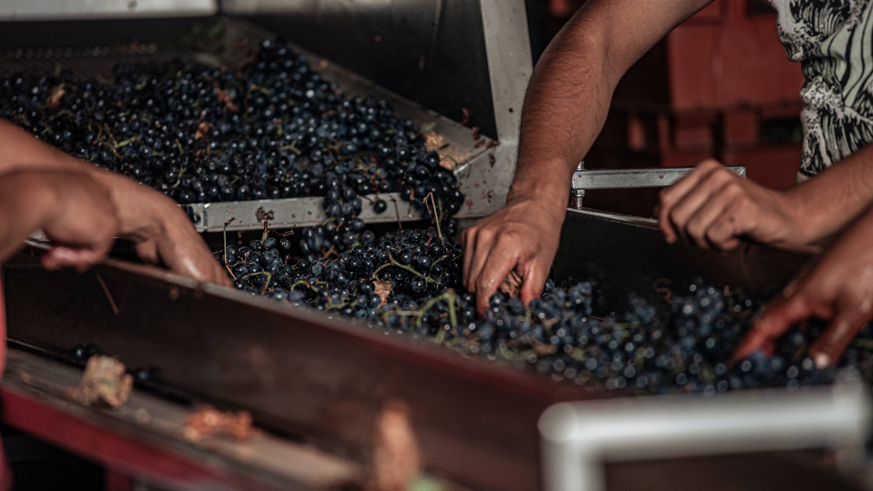 The making of natural wine shown by its simplicity through hand made and no artificial preservatives.  