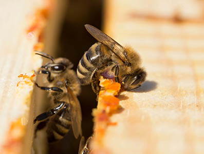 Biene mit orangenem Propolis