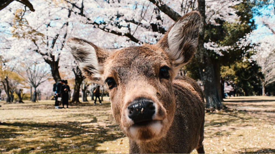 Zen deeply respects nature