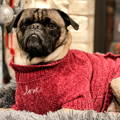 Harold the Pug