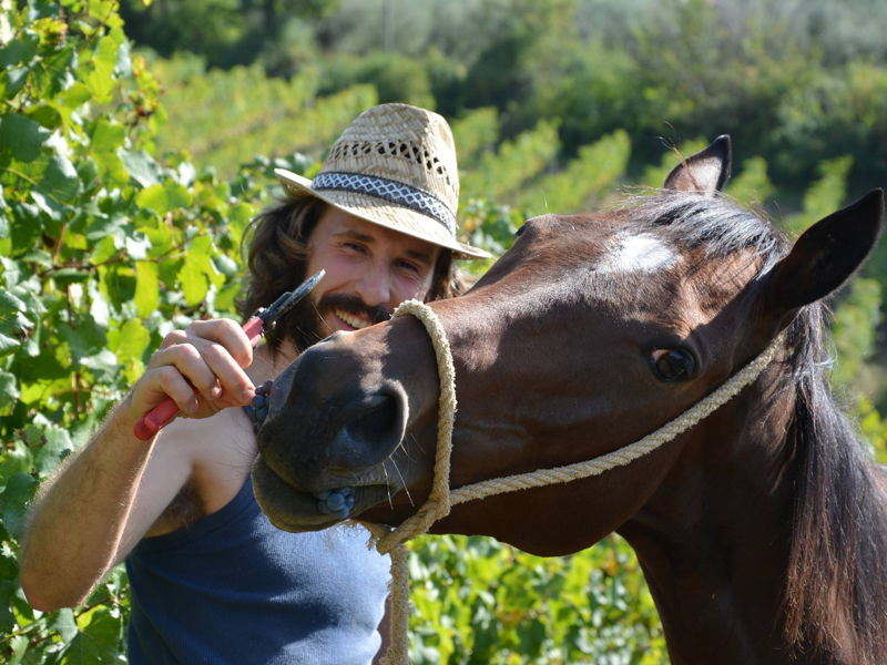 Experiencias gastronómicas San Gimignano: Visita a la bodega y cata de vinos de San Gimignano.