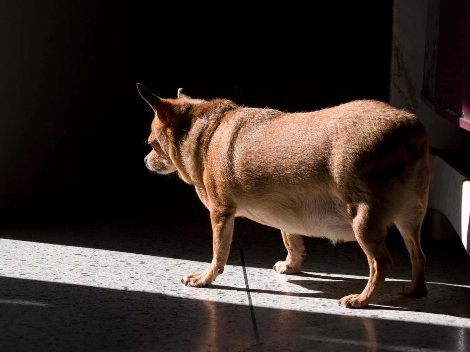 pregnancy of a chihuahua