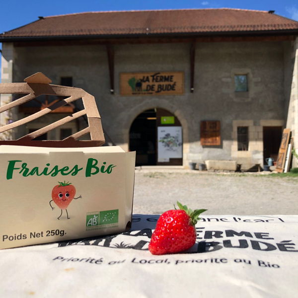 fraise-selection-ferme-de-bude