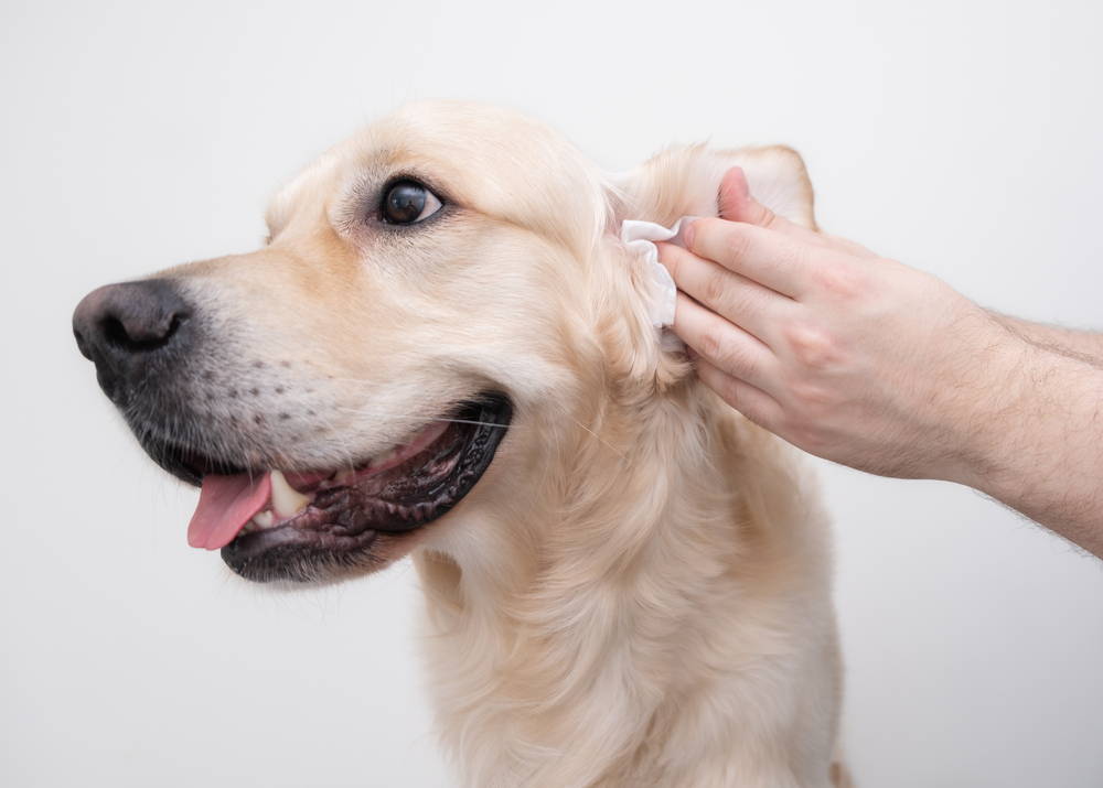 Golden Retriever having his ears cleaned with a drying ear wipe to prevent ear infection