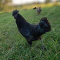 ayam-cemani-rooster-gypsy-shoals-farm-alabama-us-breeder