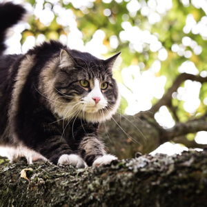 Cat fund