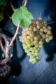 Grappe de raisin de Marsanne