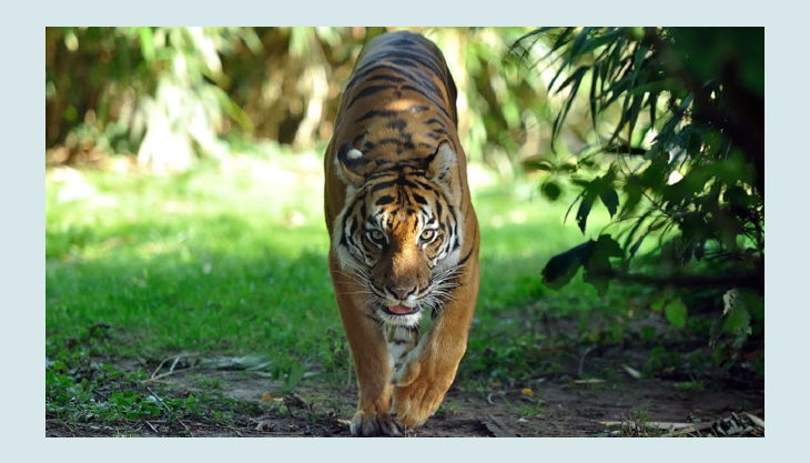 zoo krefeld sumatra tiger