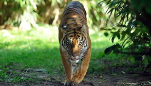 zoo krefeld sumatra tiger