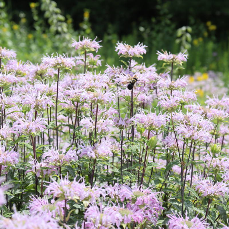 Fluffy purple bee balm flowers with a bee