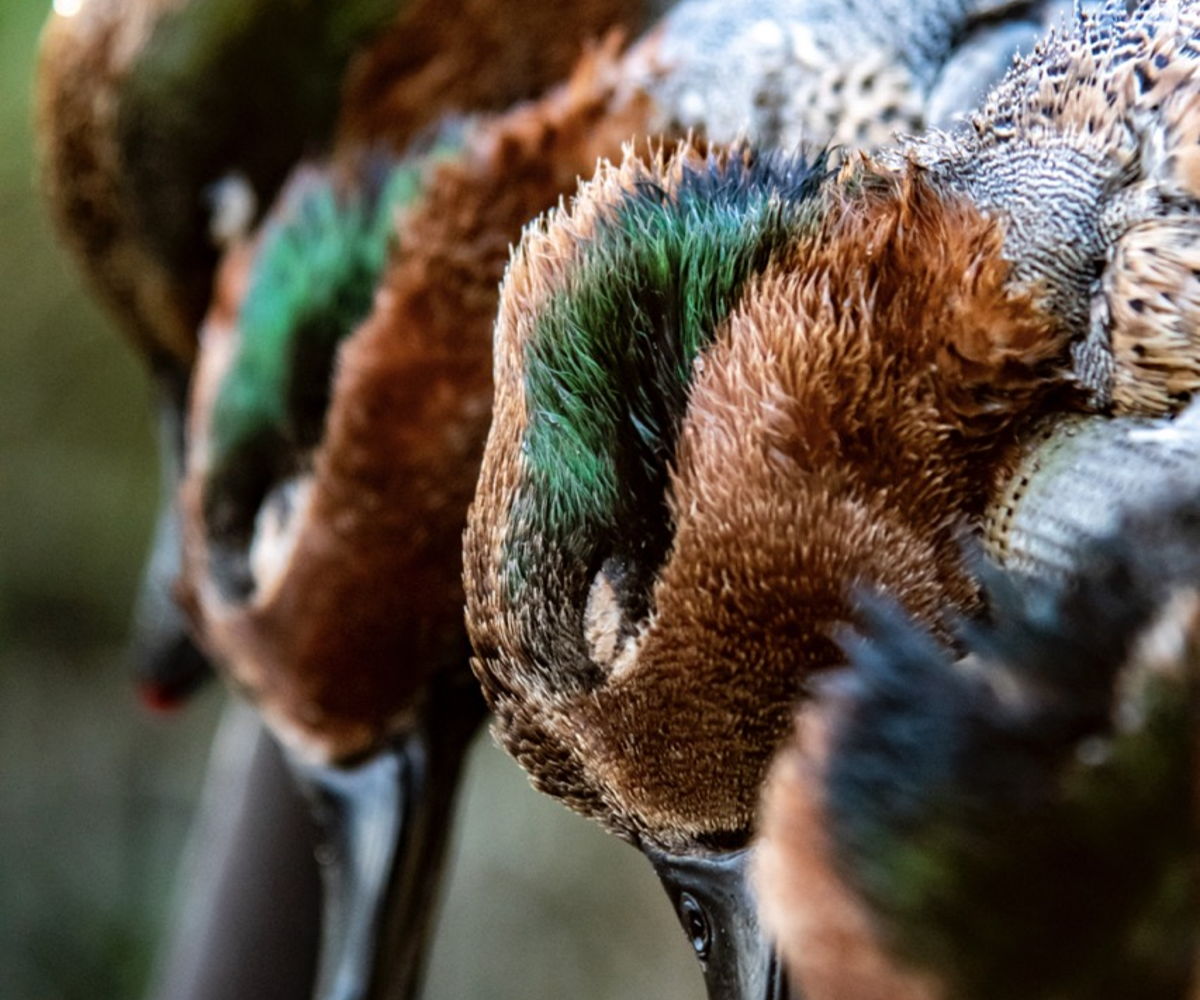 details-image