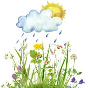 Биологические и экологические свойства луговых трав — Шаг 1 — Stepik