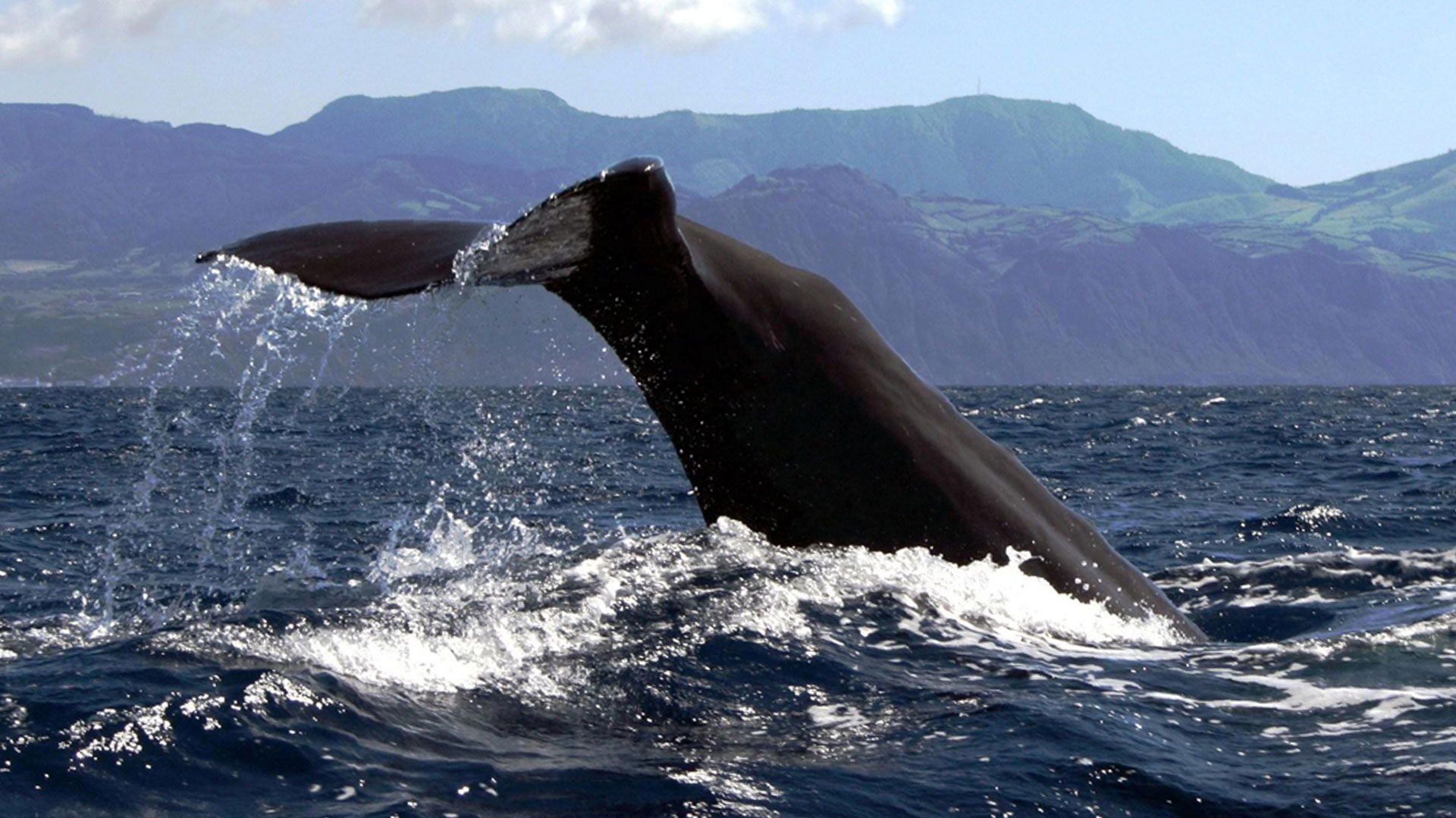Azores Islands Whale Watching & Islet Boat Tour