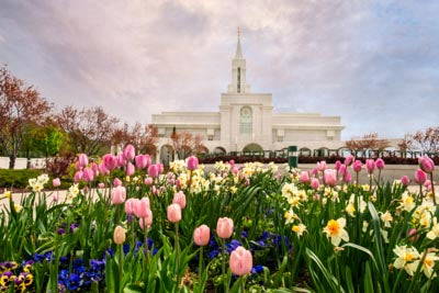 Field of tulips stretched out in front of the Bountiful Temple.