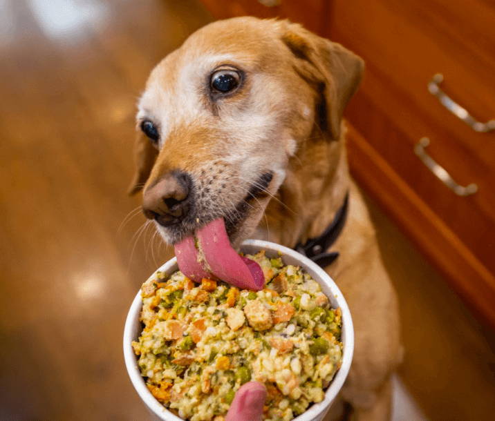 A picky dog enjoying a bowl of Portland Pet Food Company's meals designed for picky eaters.