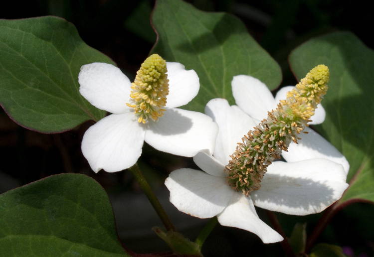 どくだみ茶効能