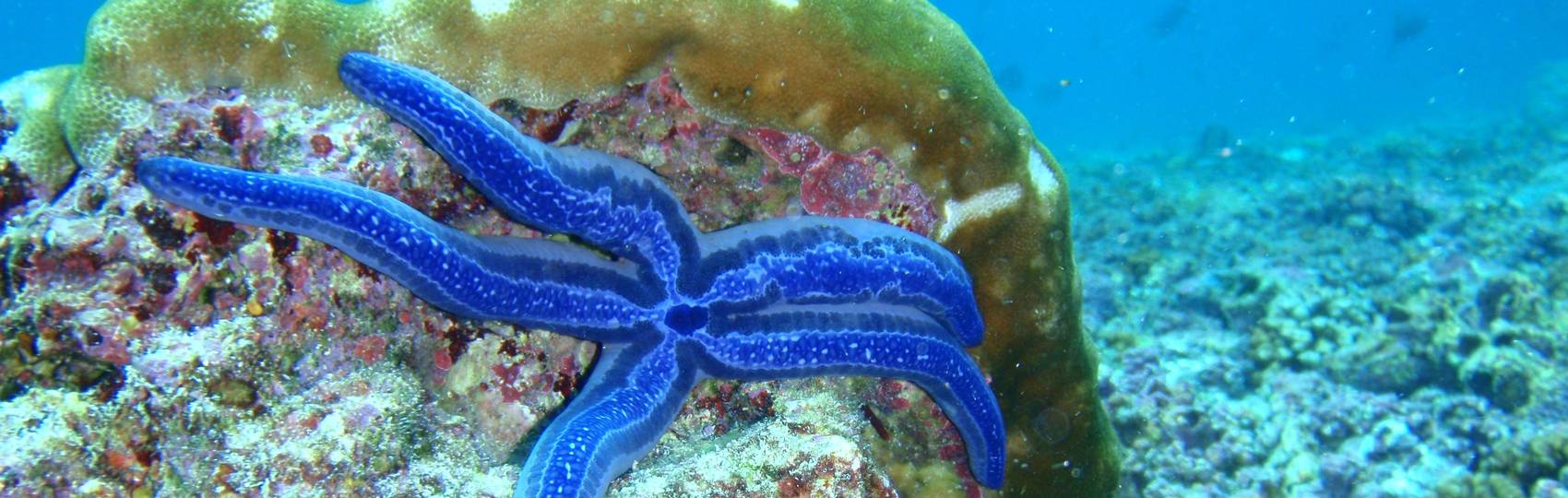 BEST OF THE GALAPAGOS - 5 days