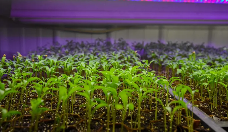 Seedlings under a purple grow light