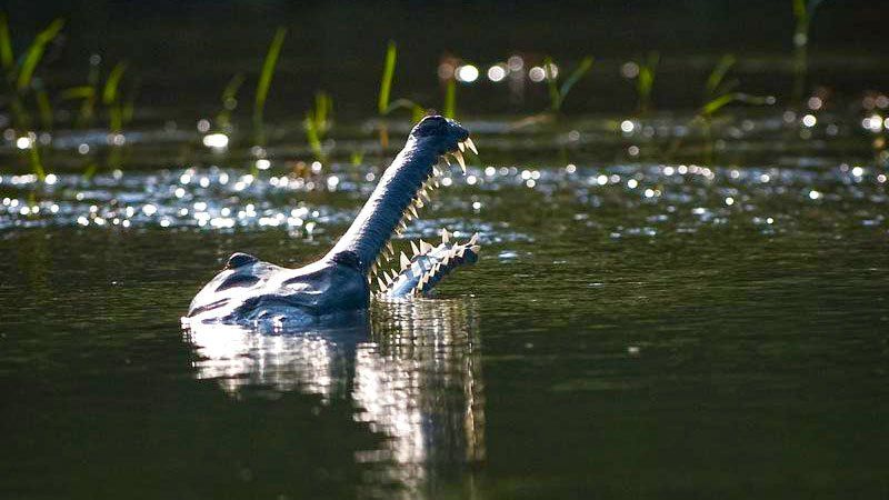 Gharial crocodile, Chitwan National Park, Nepal 