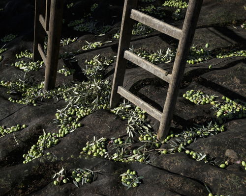 Food & Wine Tours Chiaramonte Gulfi: Monti Iblei: Extra virgin olive oil tour near Ragusa