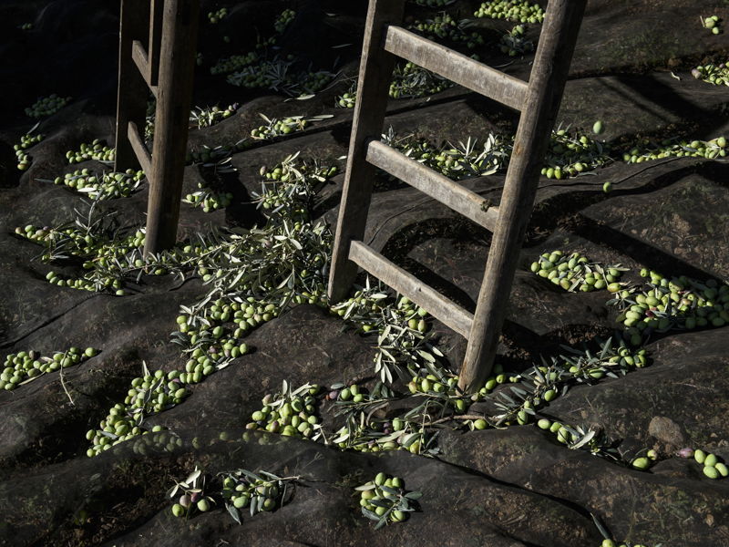 Food & Wine Tours Chiaramonte Gulfi: Monti Iblei: Extra virgin olive oil tour near Ragusa