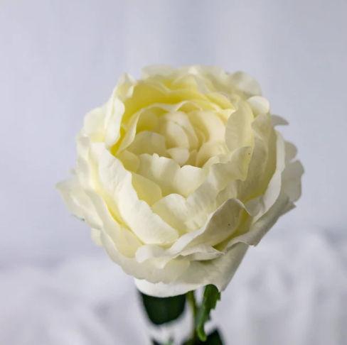 Bridal White David Austin Real Touch Half Bloom Rose - Realistic Artificial Flowers - Image 2