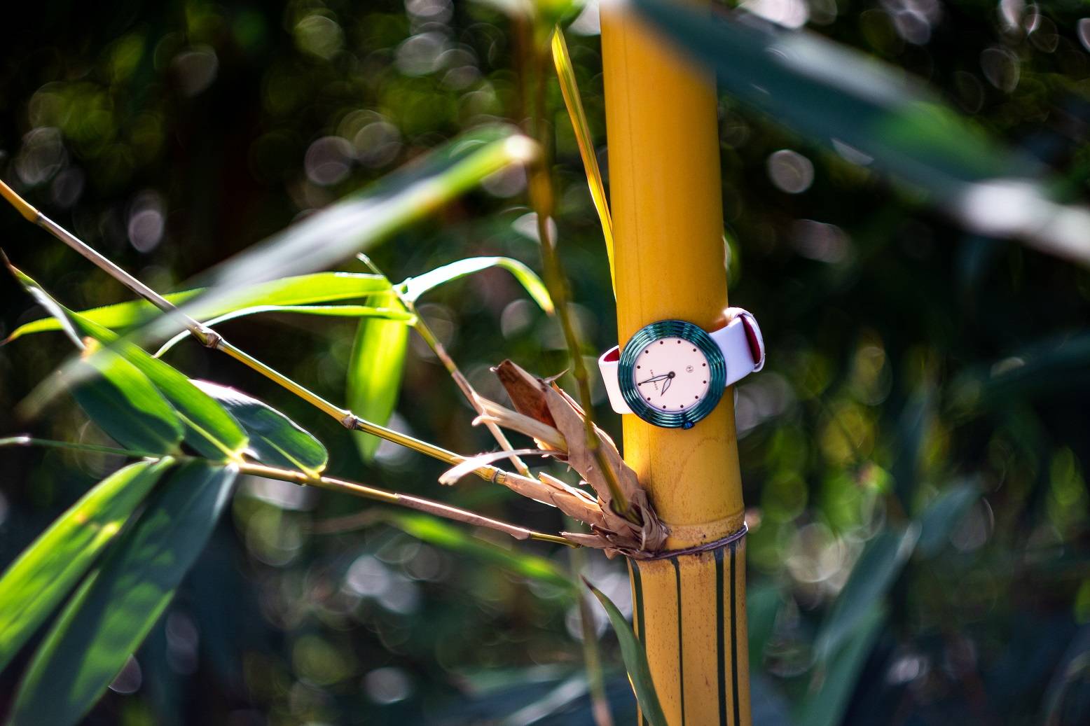 White and Green Streamliner wrapped around a bamboo tree