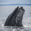 closeup of humpback whale head