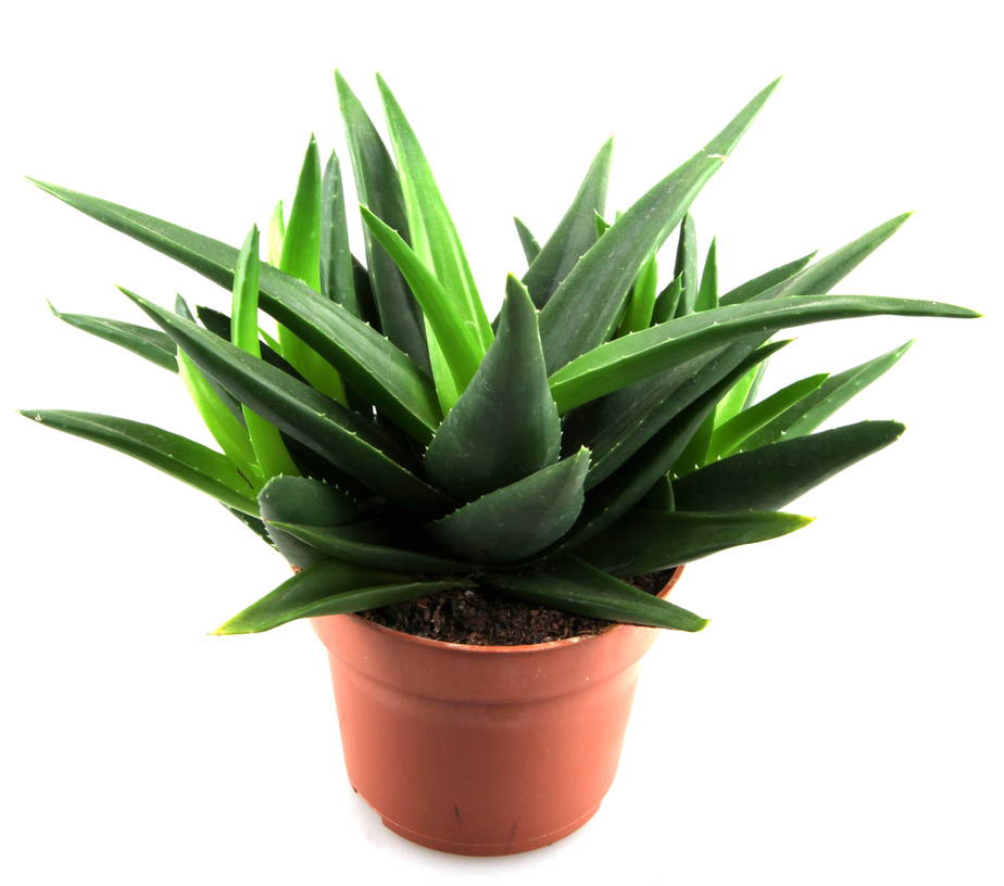 Entertainment Luidruchtig Kijkgat Aloe Vera Care for Beginners - Succulent Care – rePotme