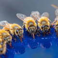 worker-honey-bees-drinking-sugar-water worker-honey-bees-drinking-sugar-water