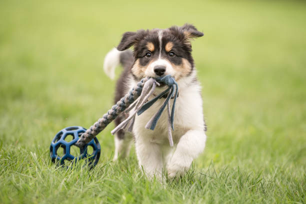 How To Train A Young Golden Retriever Stepik