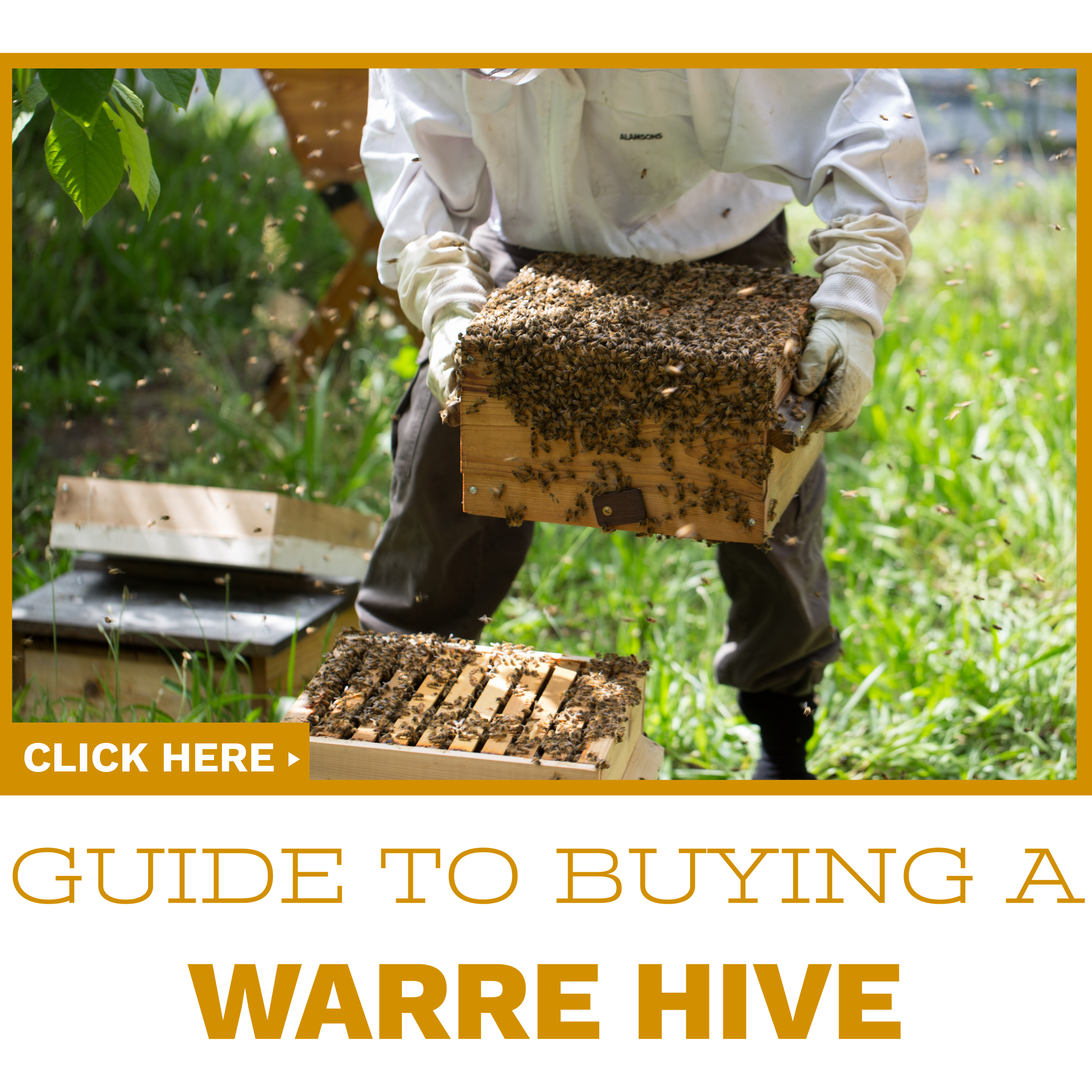 Click to read our guide on buying your first Warre hive.