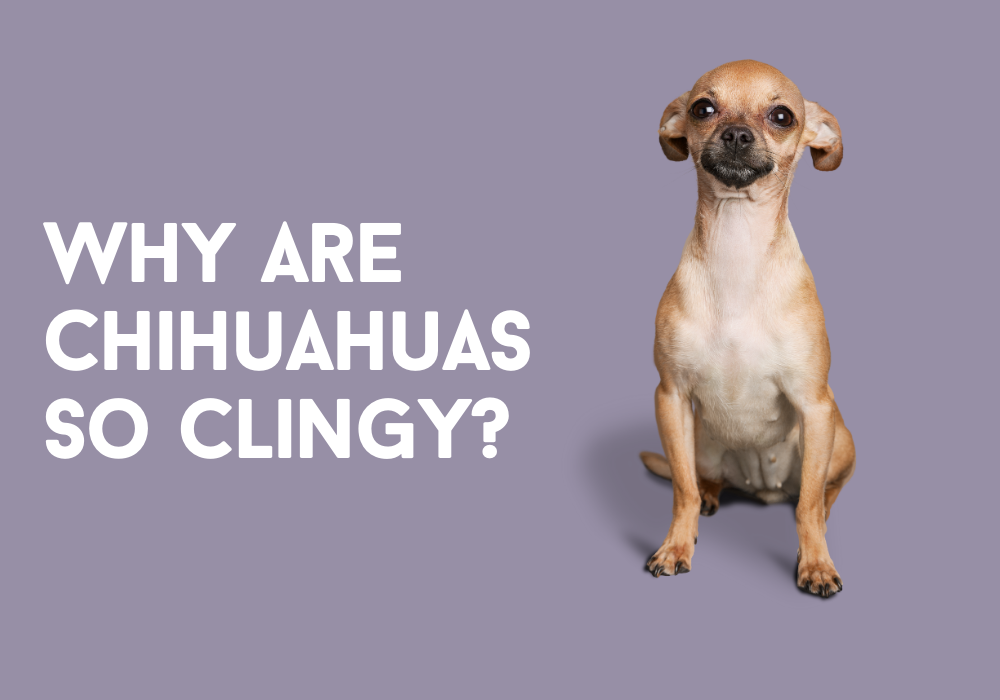 why are chihuahuas so clingy