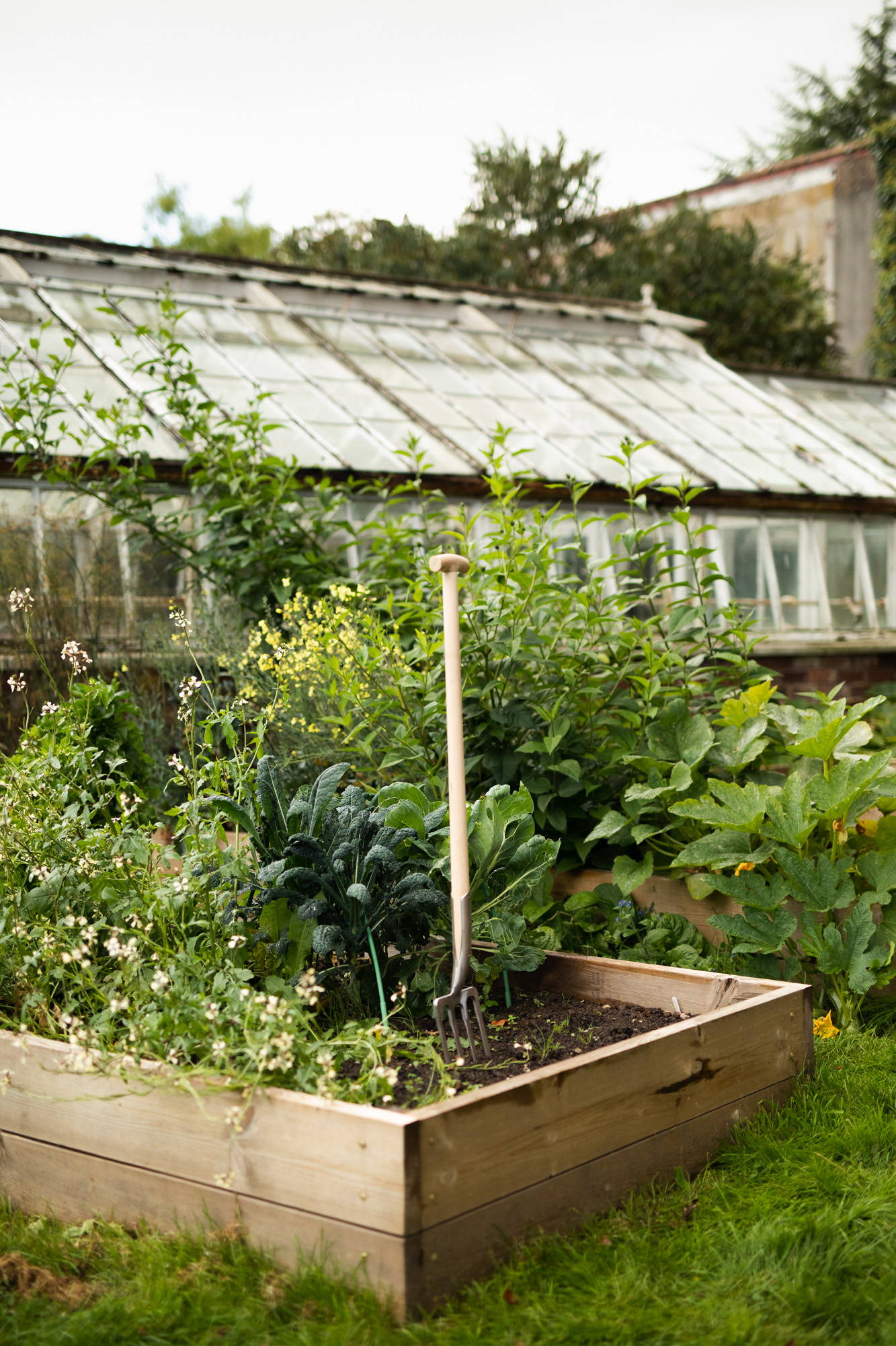 Sneeboer garden fork in a veg bed