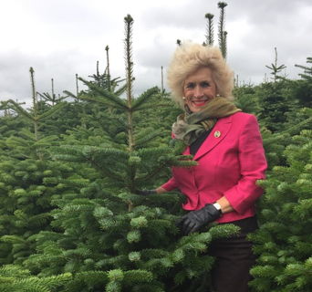 Tree Talk | British Christmas Tree Growers Association