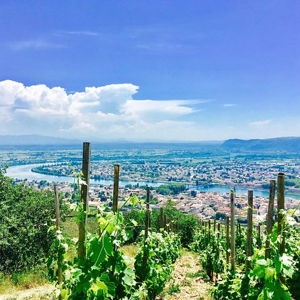 Wine Tour in Provence