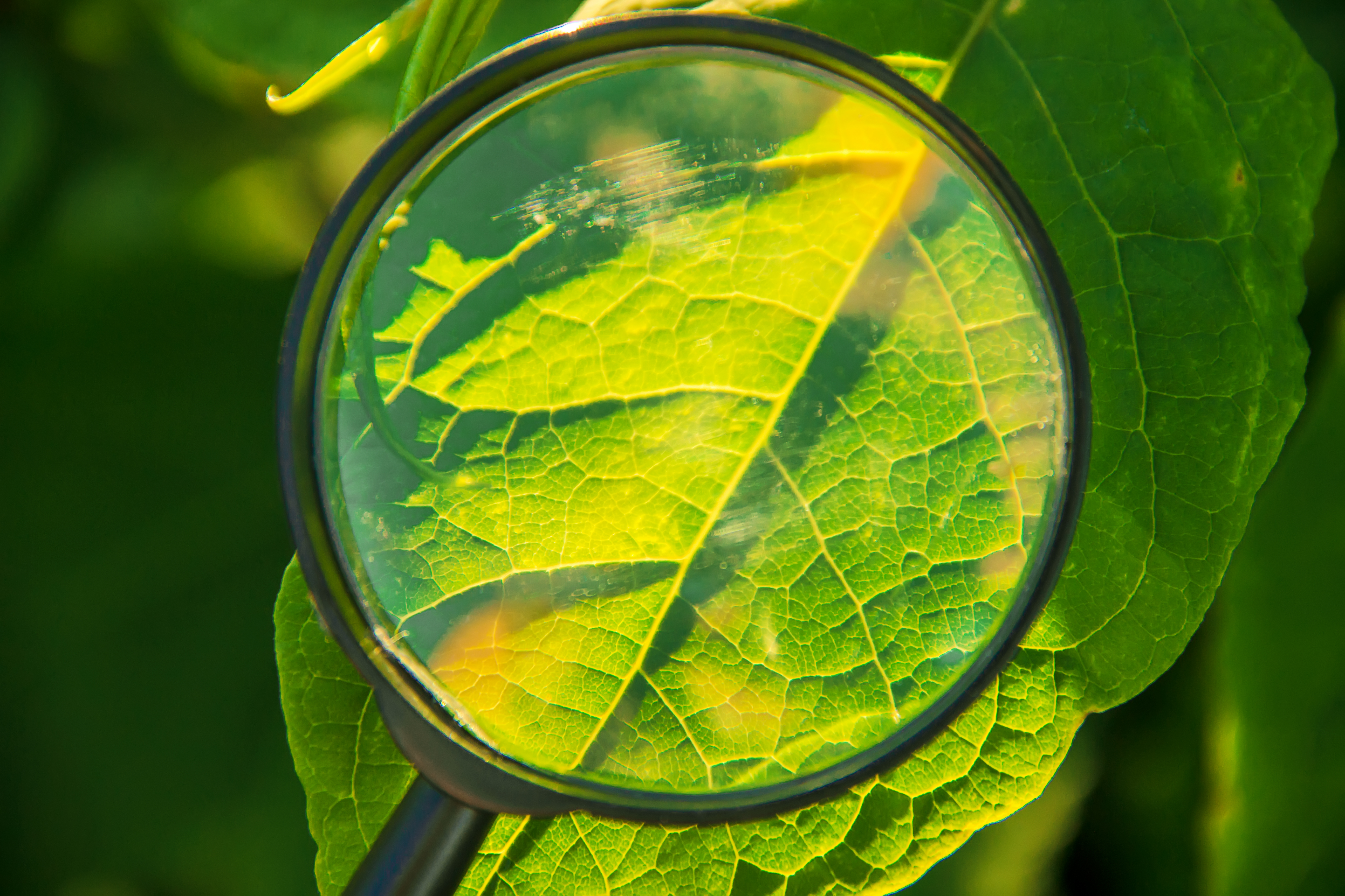 A magnifying glass over a plant leaf with possible yellowing