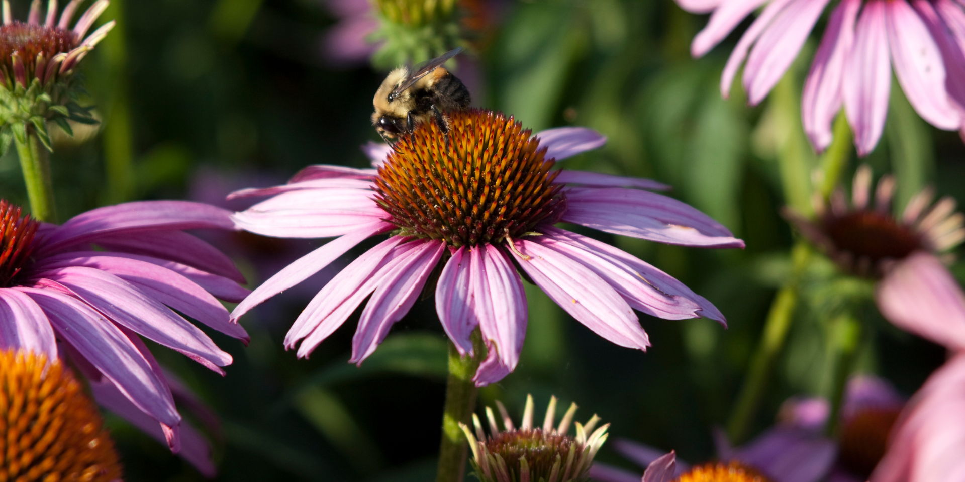 Garden Guided Tour: Pollinator Plants promotional image