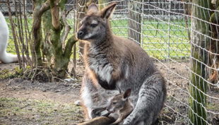 rolfs streichelzoo känguru und jungtier