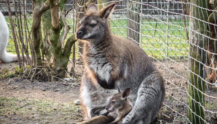 rolfs streichelzoo känguru und jungtier