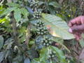 Robusta-Kaffeepflanze mit fast reifen Kirschen für den WTF im Gakenke District, Ruanda.
