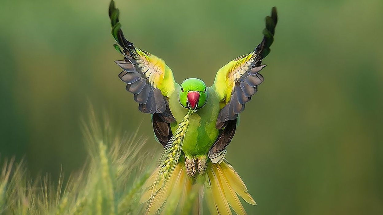 Help birds and nature thrive