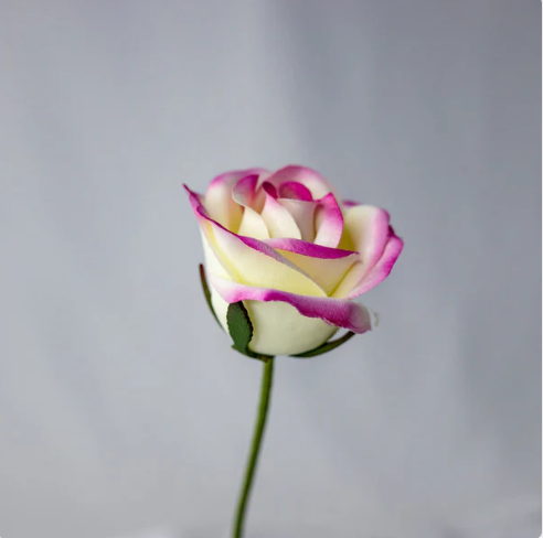 Cream/Fuchsia Velveteen Bloom - Realistic Artificial Flowers - Image 3