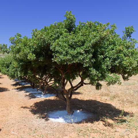 mastic-tree