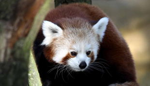 zoom erlebniswelt roterpanda