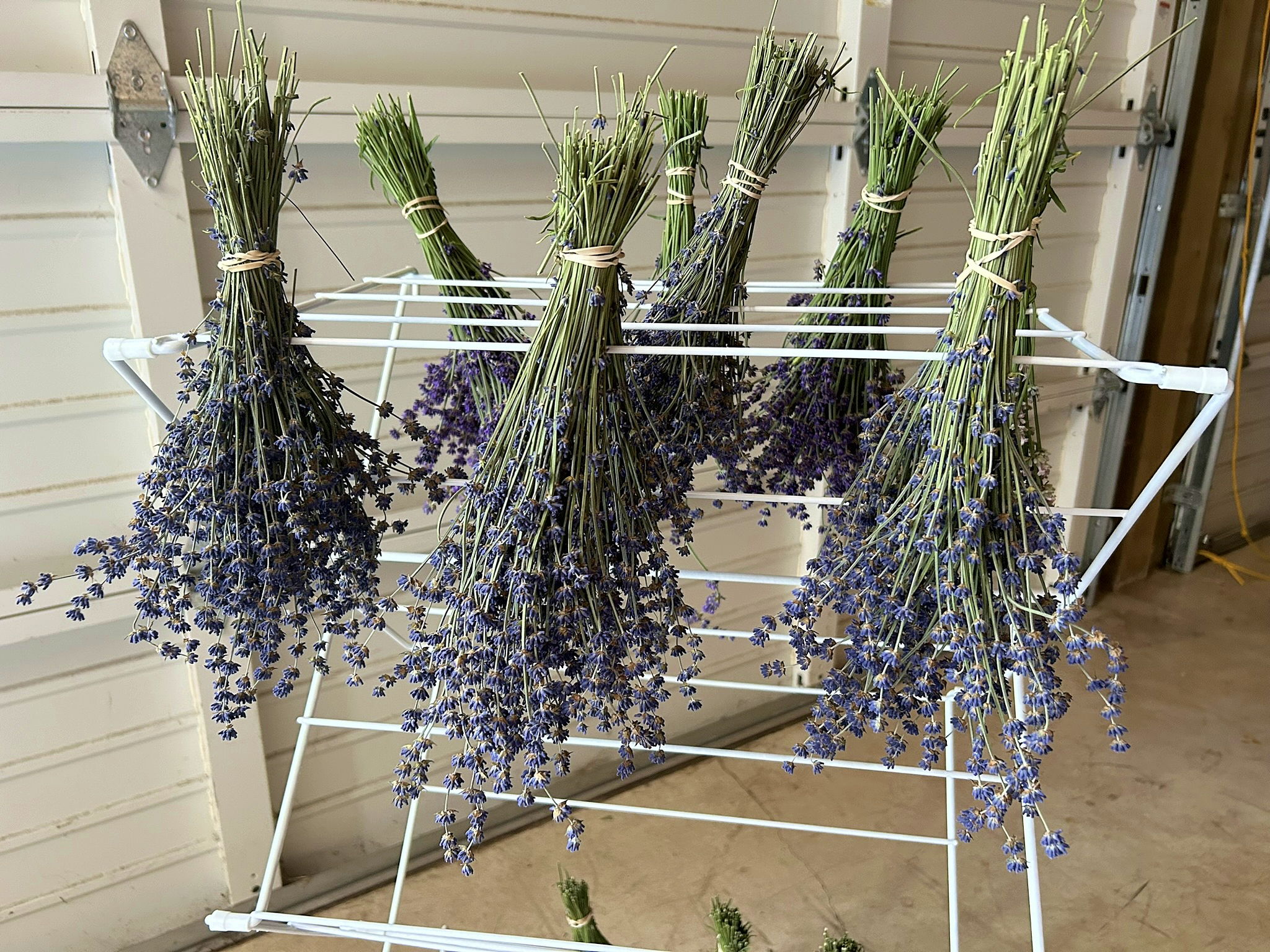 Lavender drying on a laundry rack
