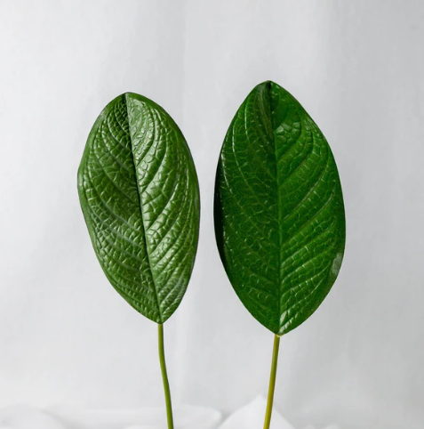 Small Magnolia Leaf (12 Pack) -Realistic Artificial Flowers - Image 4