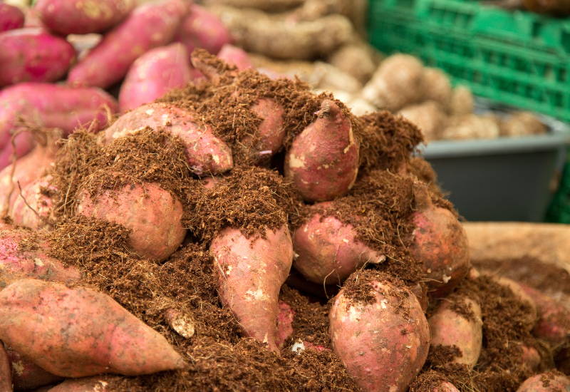 さつまいもカビ