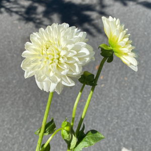 Our Newlywed Fund